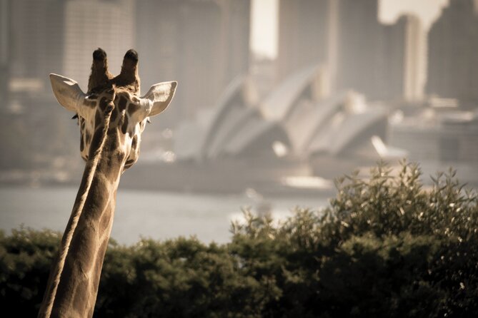Taronga Zoo & Whale Watching Cruise Combo - Sydney Harbour - Sydney Harbour Bridge and Opera House views