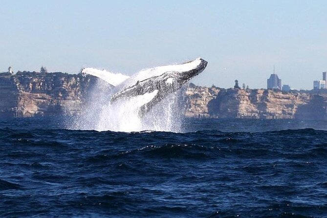 Taronga Zoo & Whale Watching Cruise Combo - Sydney Harbour - Starting at Circular Quay Wharf 6
