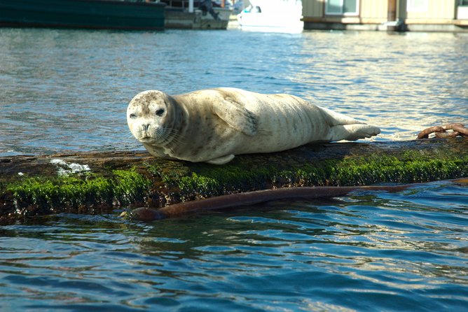Victoria Harbour Kayak Tour - Key points for your Victoria Harbour kayak trip