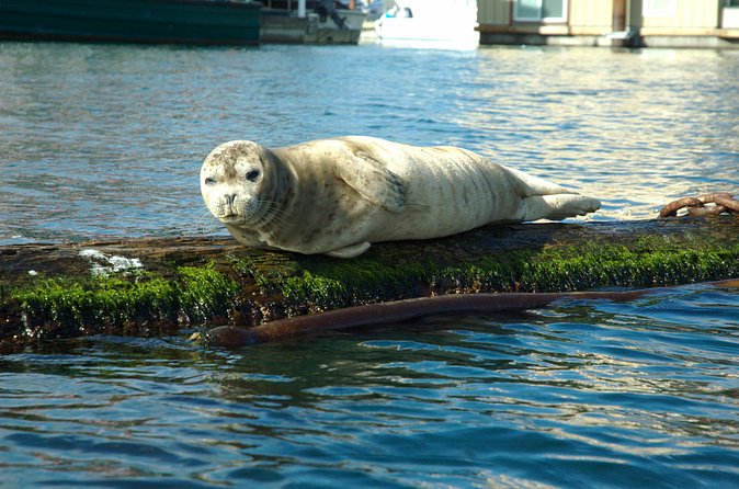Victoria Harbour Kayak Tour - Local stories from guides who keep things relaxed