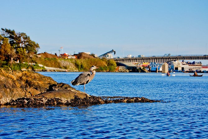 Victoria Harbour Kayak Tour - Is $74.35 a fair price?