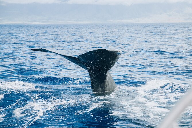 West Maui Snorkel & Sail - Wildlife encounters, from turtles to whales