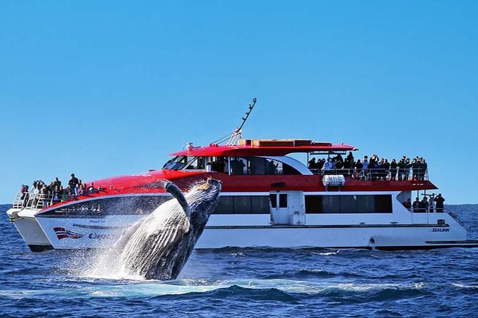 Whale Watching & Hop On Hop Off Sydney Harbour Explorer Cruise - Key points to know before you book