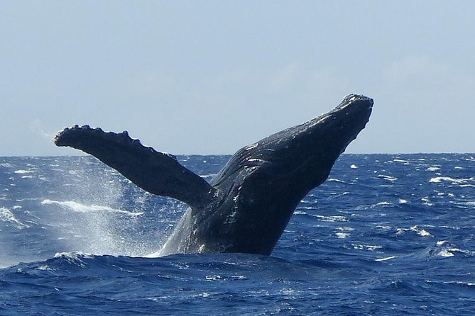 Whalewatch Deluxe Tour from Ma'alaea Harbor - Key points at a glance