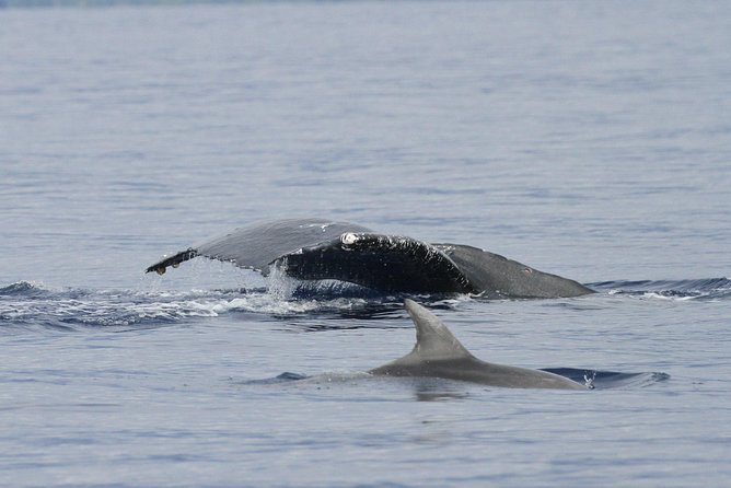 Whalewatch Deluxe Tour from Ma'alaea Harbor - Boarding the 65-foot catamaran at Maalaea Harbor