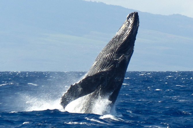 Whalewatch Deluxe Tour from Ma'alaea Harbor - The crew and marine interpretation
