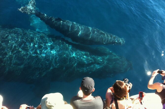 Whalewatch Deluxe Tour from Ma'alaea Harbor - Lunch, drinks, and the fine print on refreshments