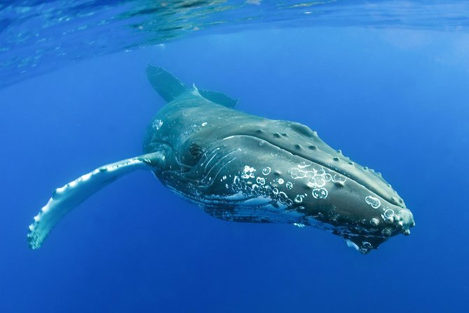 Whalewatch Deluxe Tour from Ma'alaea Harbor - What the $158 price really buys you