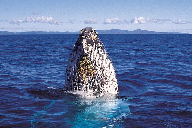 Whalewatch Deluxe Tour from Ma'alaea Harbor - The whale guarantee and realistic expectations