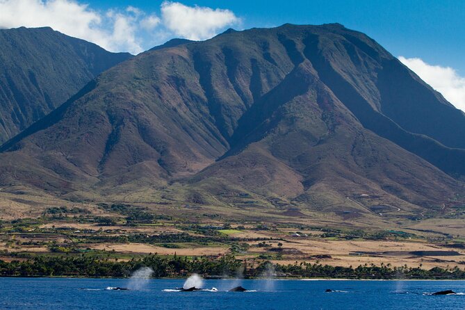 Whalewatch Deluxe Tour from Ma'alaea Harbor - Who will enjoy this cruise most