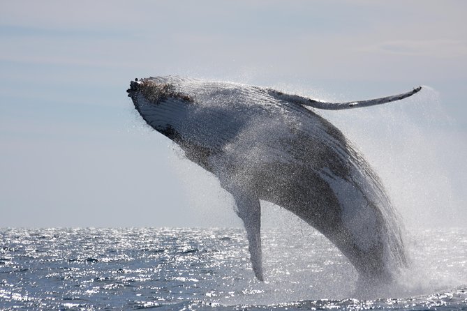 Whalewatch Deluxe Tour from Ma'alaea Harbor - Three hours searching for humpbacks