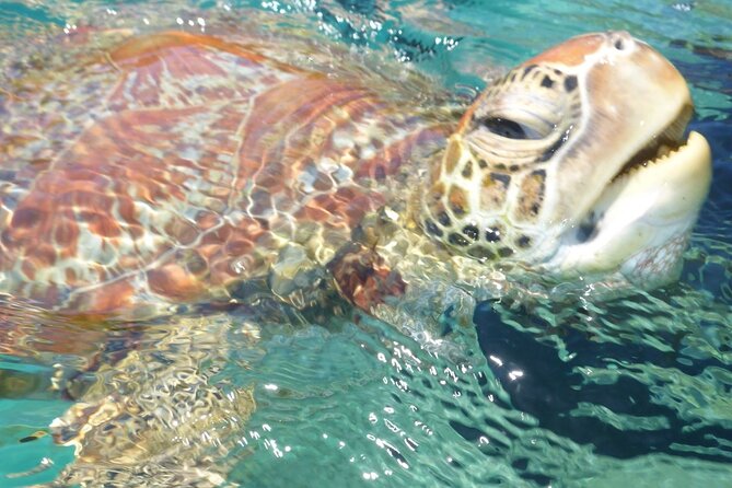 Whisper Cruises - One-Hour Turtle Spotting Bay Cruise - Why this short cruise is worth your hour