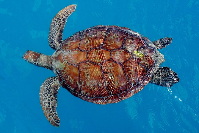 Whisper Cruises - One-Hour Turtle Spotting Bay Cruise - Starting beside Shingley Drive