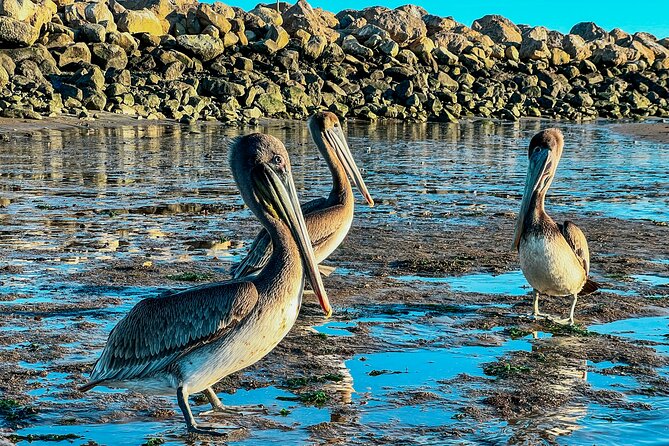 Wildlife Kayak Tour in Santa Barbara Harbor (2 Hours) - Key points before you book